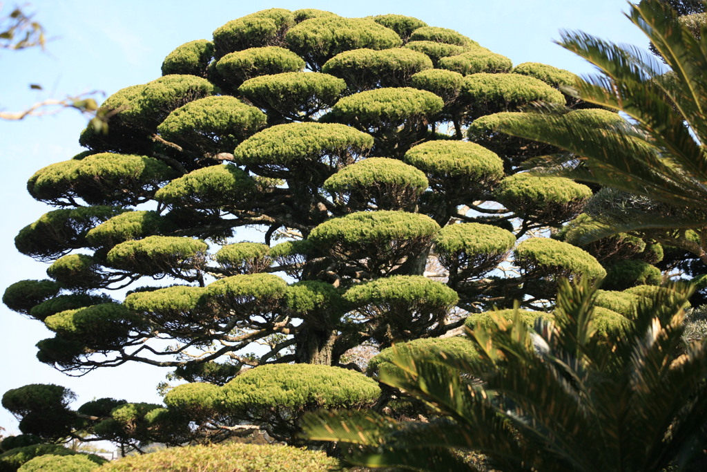 庭の広い方こんな木いかがですか