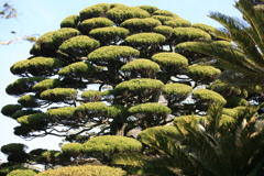 庭の広い方こんな木いかがですか