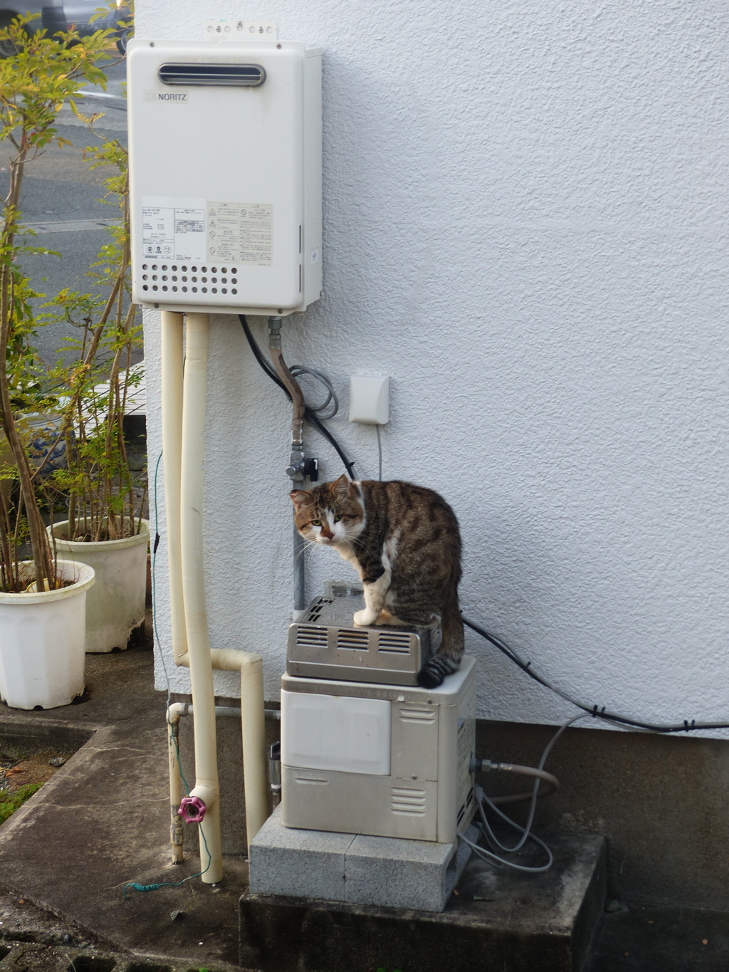 今朝は冷えたニャー