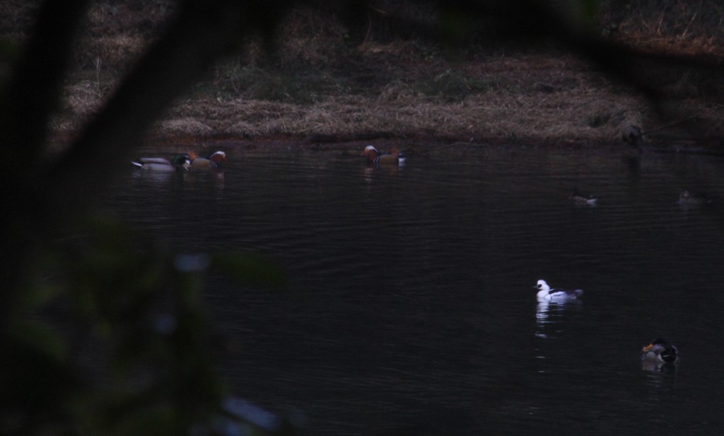 ミコアイサというみたいです