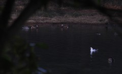 ミコアイサというみたいです