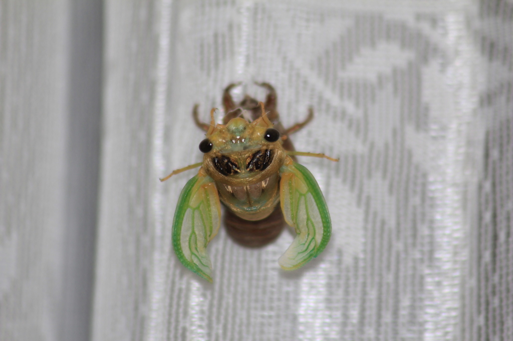 はねがのびるのがすごい