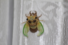 はねがのびるのがすごい