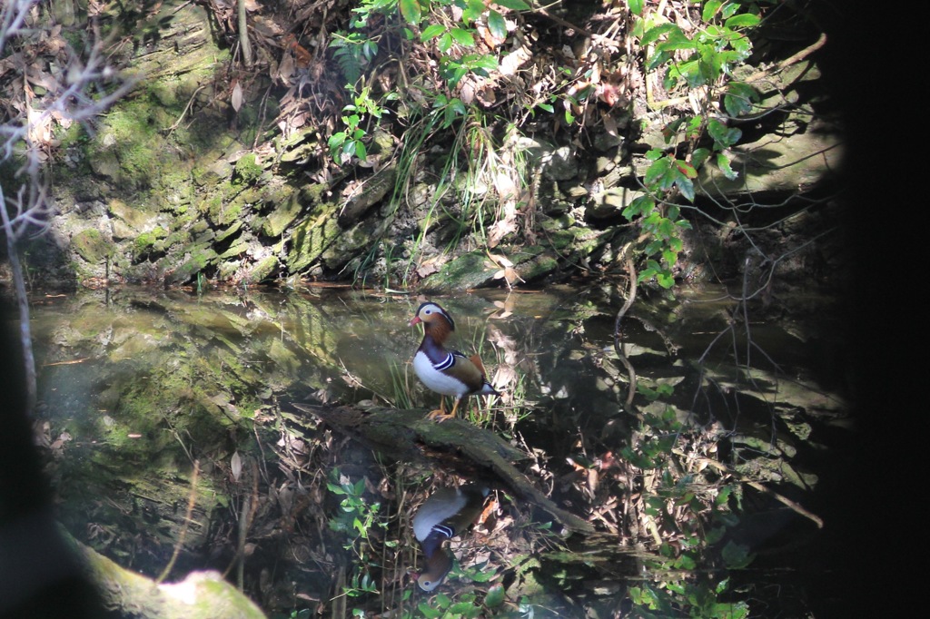 おしどり探しに