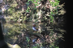 おしどり探しに