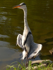 リラックスのポーズ