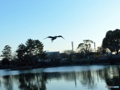 きたきた
