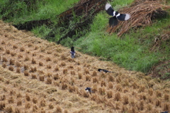 悪さはしませんよ