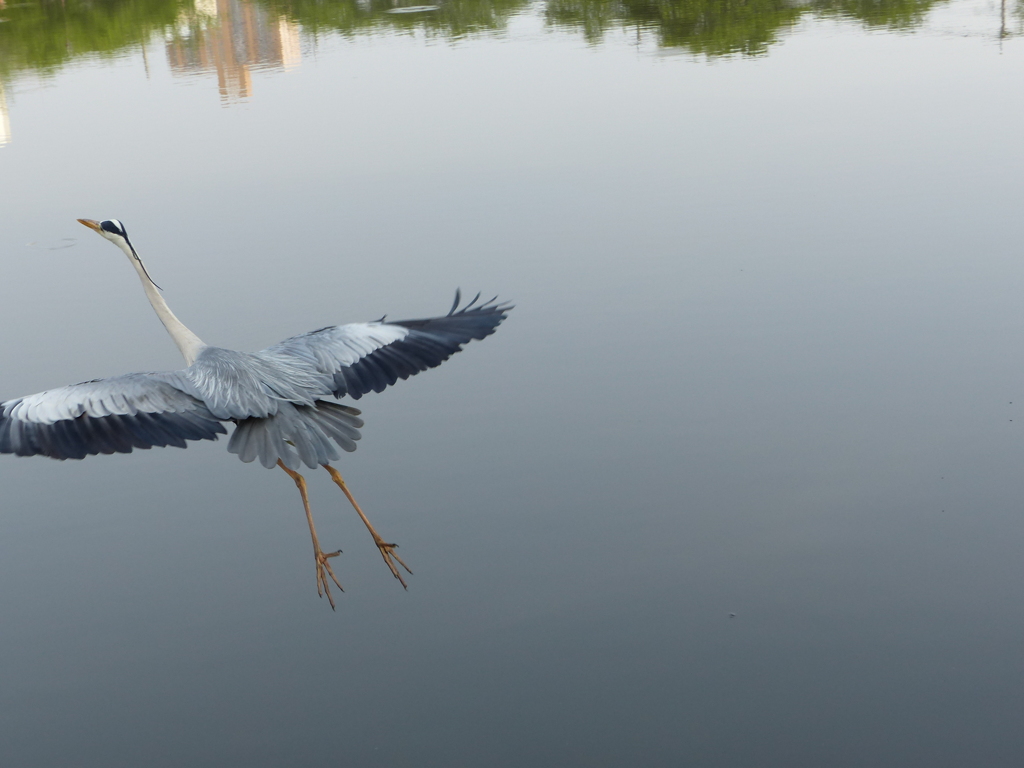 源さん羽が切れてるでしょ！