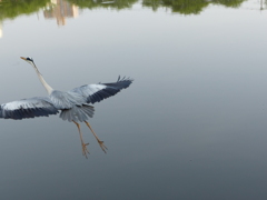 源さん羽が切れてるでしょ！