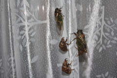 朝、立派になりました