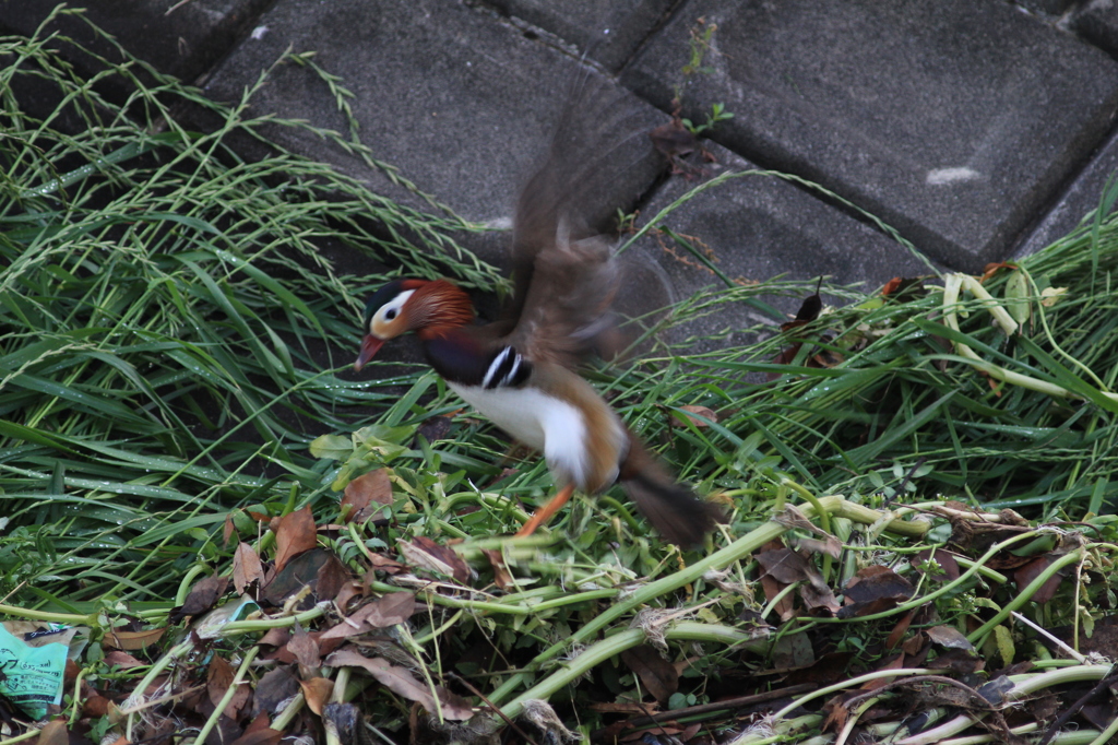 大きな羽がなさそう