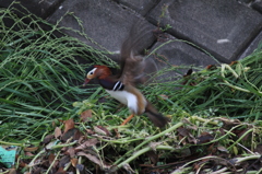 大きな羽がなさそう