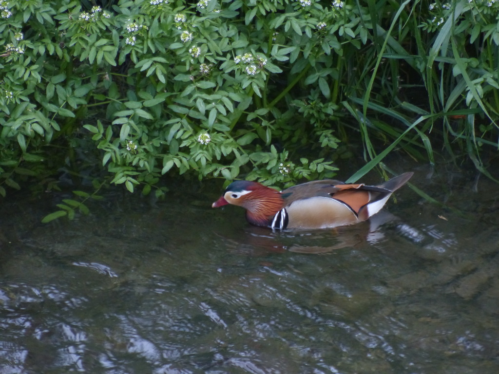 きれいかでしょ