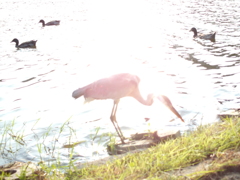 火の鳥２
