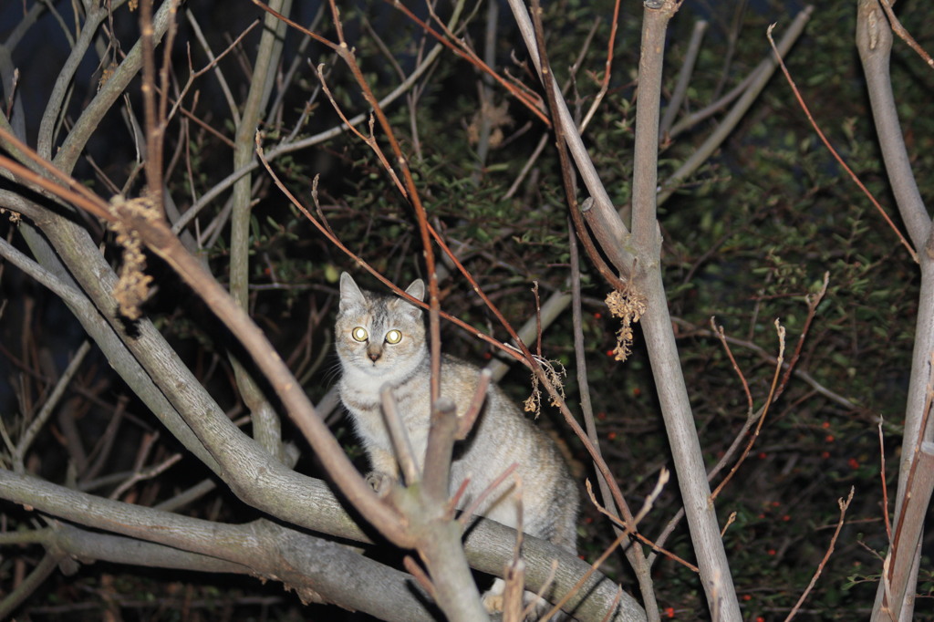 これはひかりすぎ