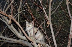 これはひかりすぎ