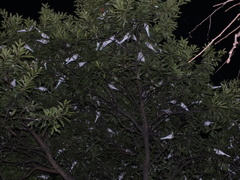 クリスマスツリー