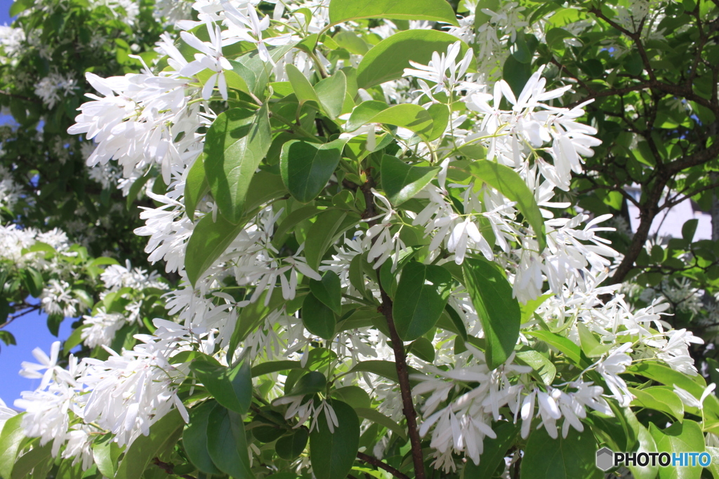 なんじゃもんじゃ咲きました