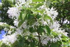 なんじゃもんじゃ咲きました