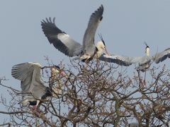 アオサギはでかい