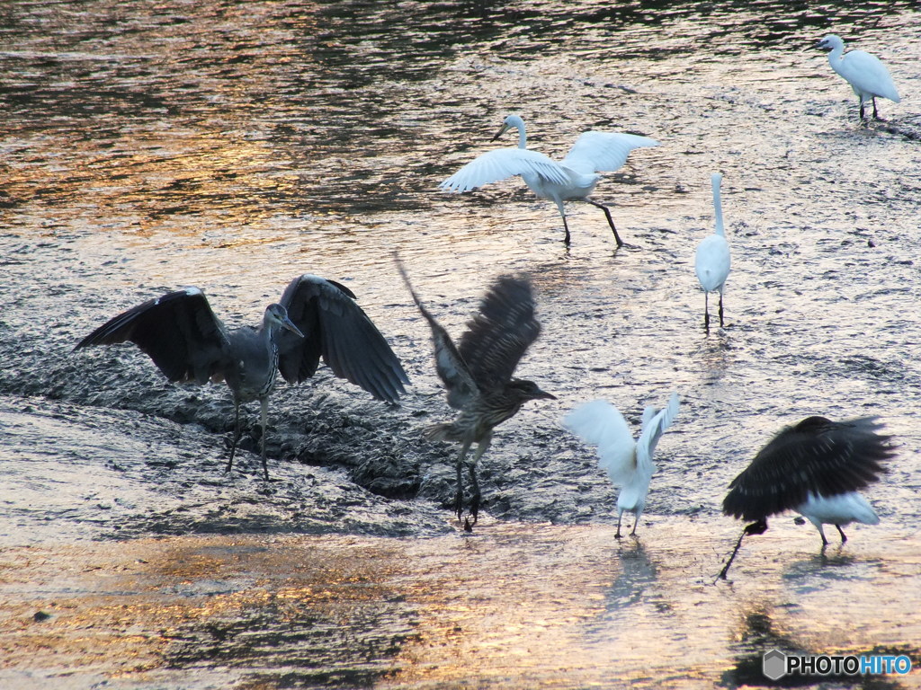 迫力のアオサギ
