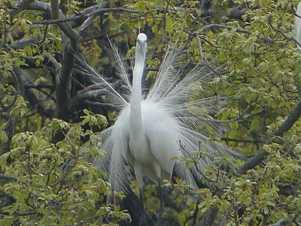 クジャクみたいに