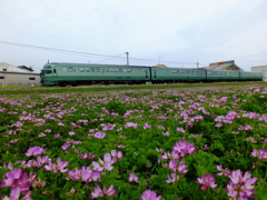蓮華が咲いた