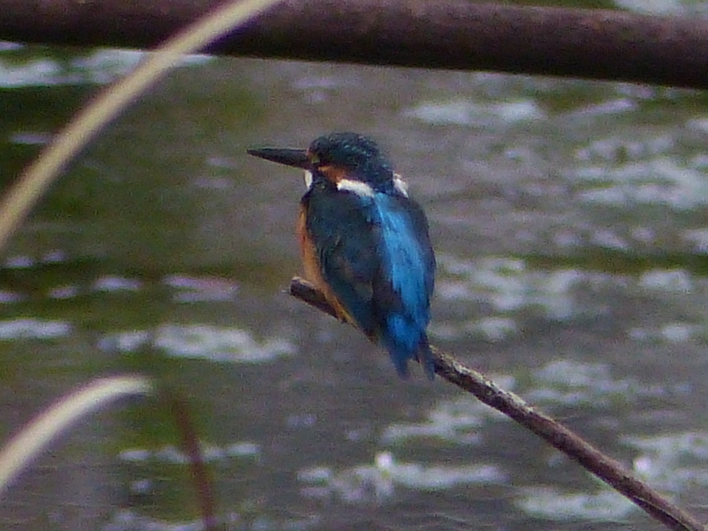 FZ200最大ズーム