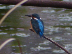 FZ200最大ズーム