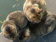 ねこだんご？