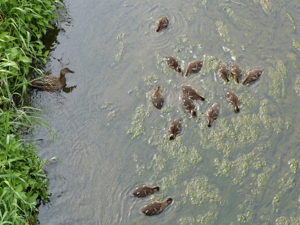 いっぱい食べてね