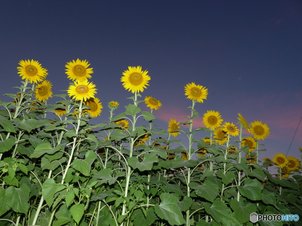 大きくなってね