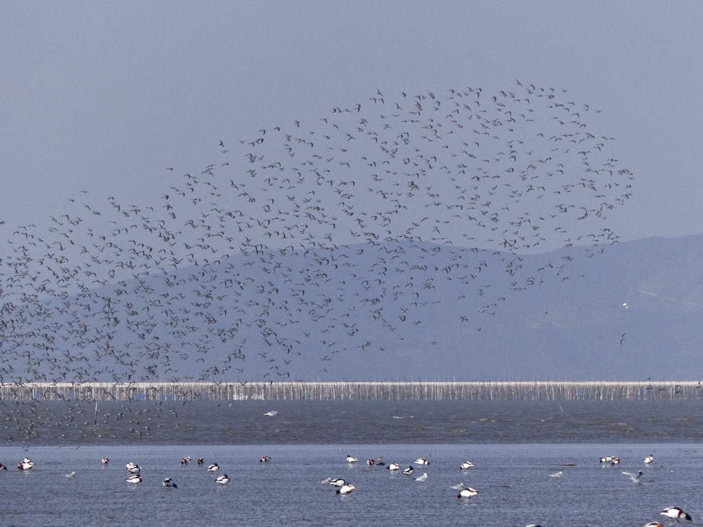 一眼レフではピントが難しい