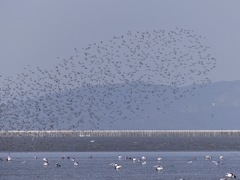 一眼レフではピントが難しい
