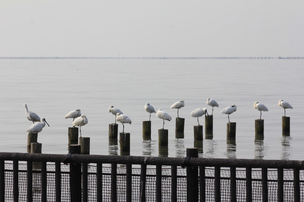 並んでください