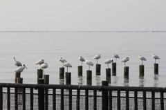 並んでください