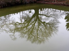 池に写ります