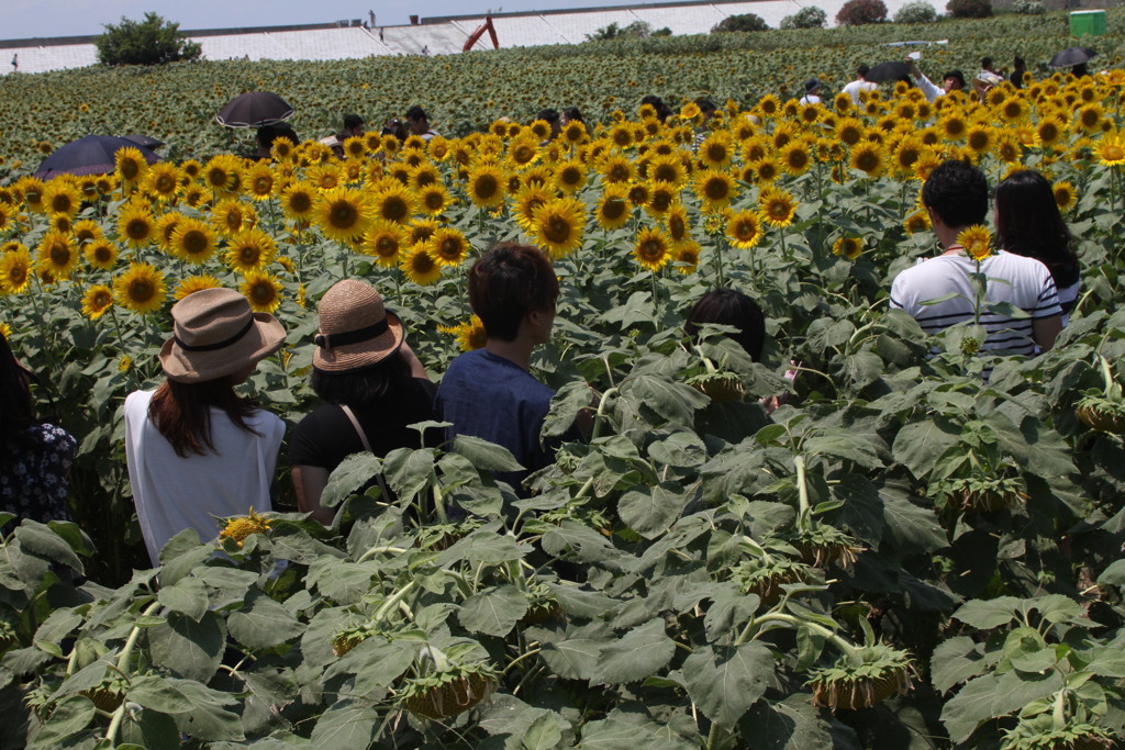 成長過程で立ち枯れ