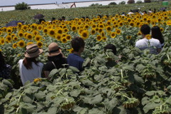 成長過程で立ち枯れ