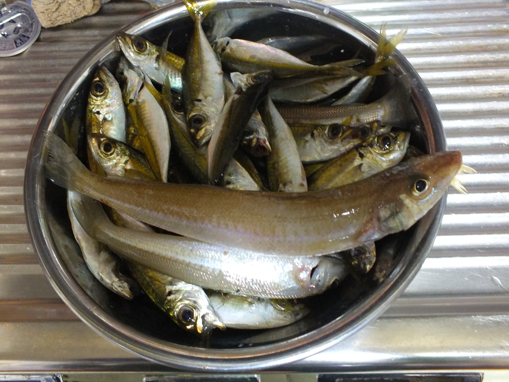 今日の釣果