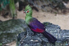 珍鳥YOU紹介