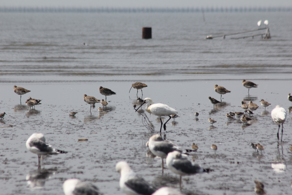 クロツラは大きいです