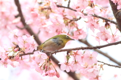 赤い桜ですね