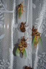 今朝逃がしました