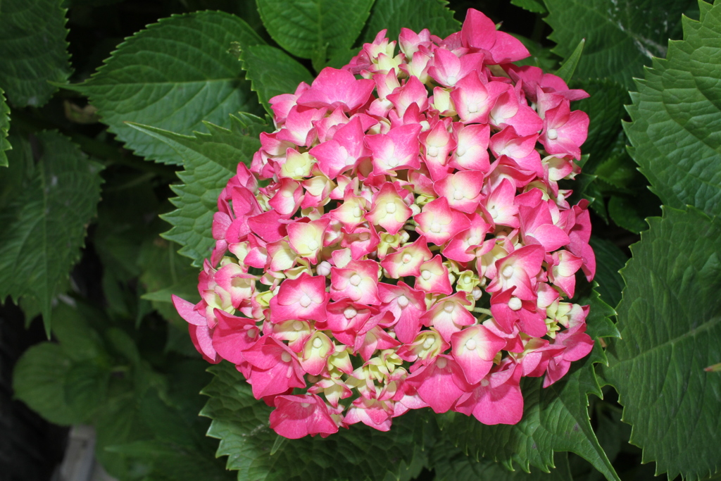 おはようございます