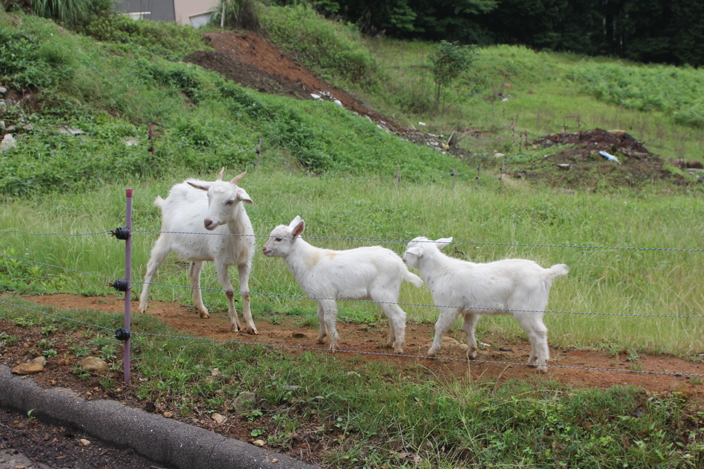 かわゆいでしょ