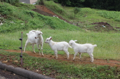 かわゆいでしょ