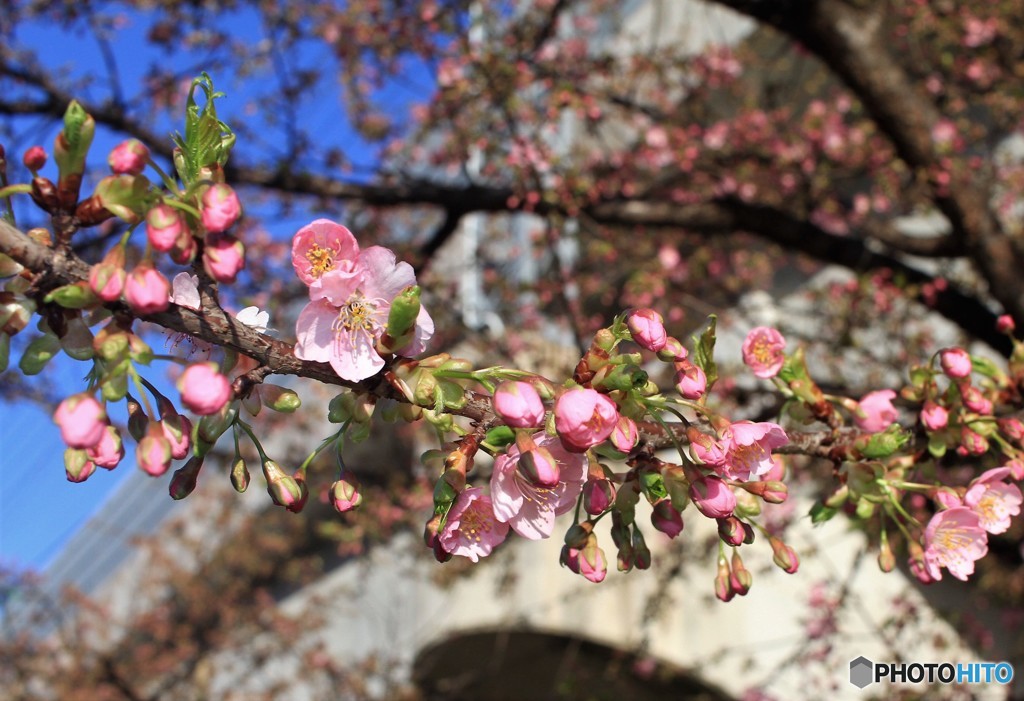 河津桜咲いたよ