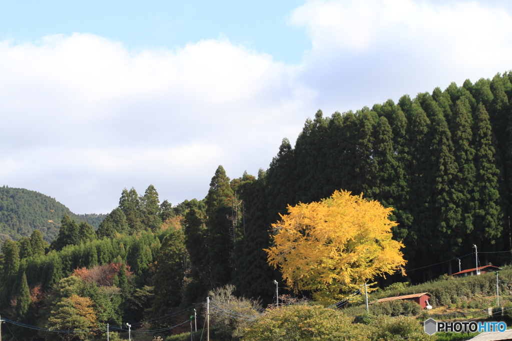おおきなイチョウも